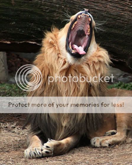 Lion-1482--07-0114.jpg