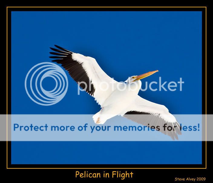 Pelican-in-flight-1079.jpg