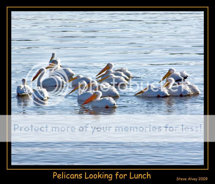 Pelicans-looking-for-lunch-1036.jpg