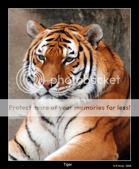Tiger--1458--07-0102-fsb.jpg