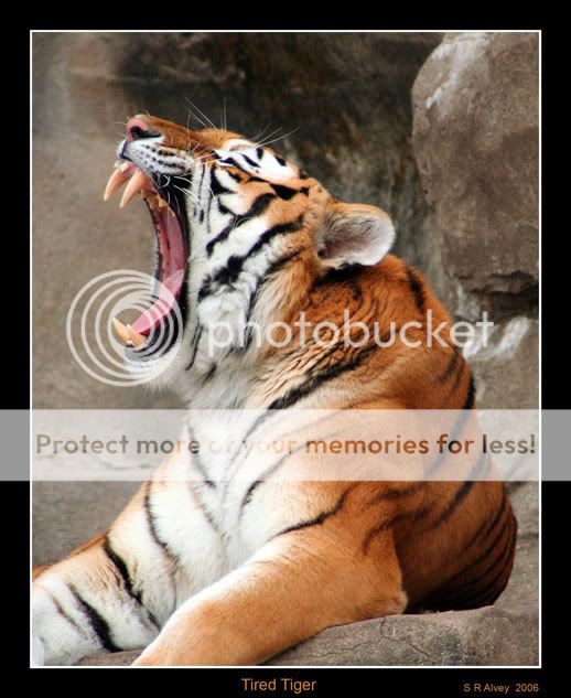 Tiger-Tired-1459--07-0102.jpg