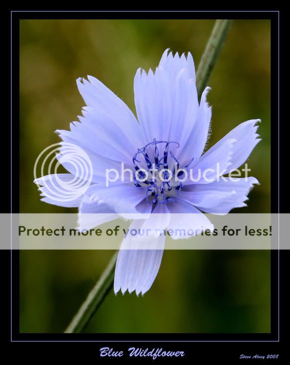Wildflower---blue-0579.jpg