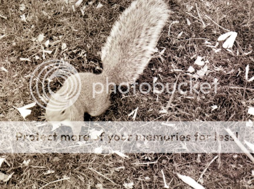 Squirrel010.jpg