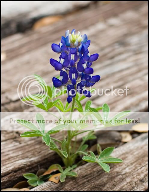 bluebonnet_2926.jpg