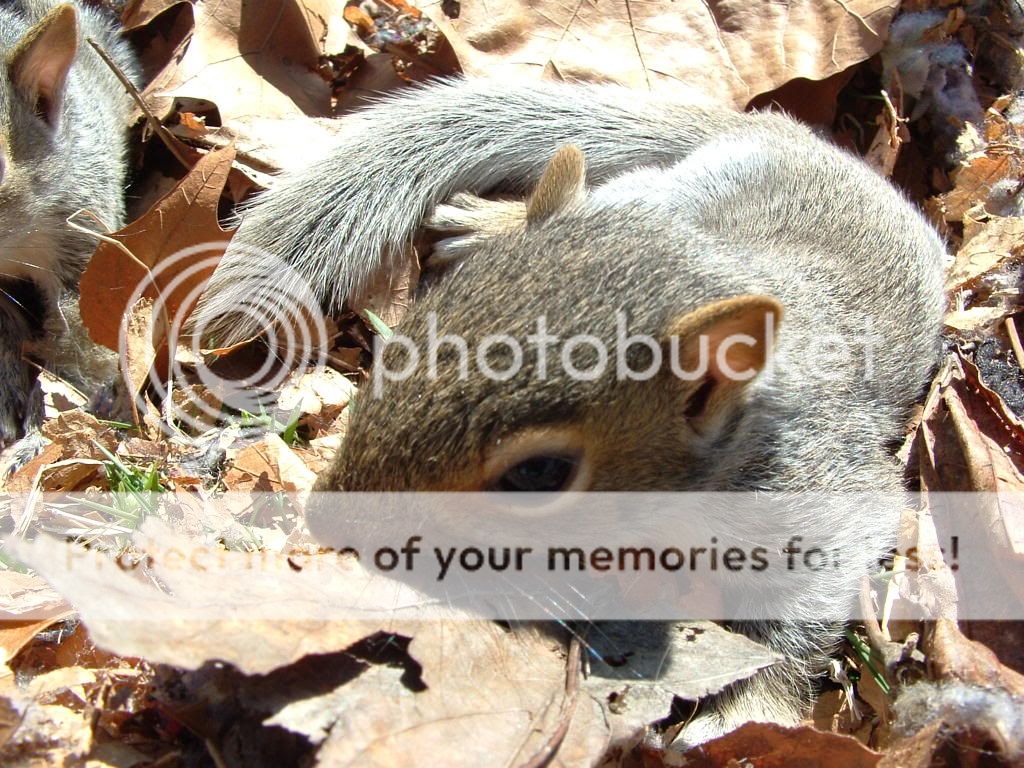 squirrelbabys08019.jpg
