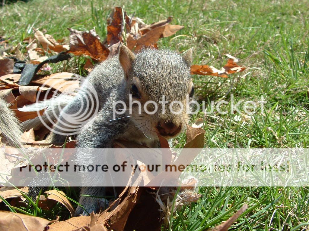 squirrelbabys08027.jpg