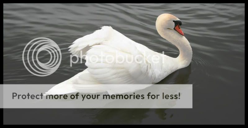 swan.jpg