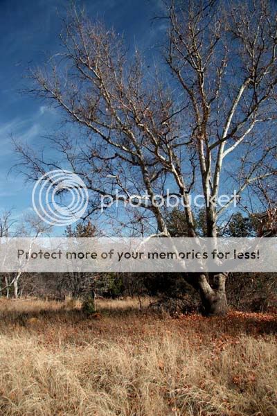 tree_4061share.jpg