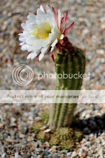 cactiflower_5465share.jpg