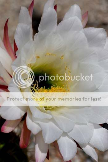 cactiflower_5471share.jpg