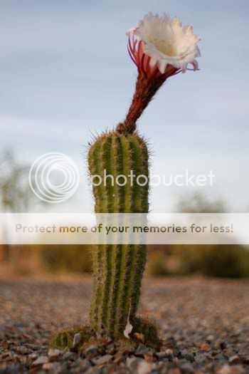 cactiflower_5501share.jpg