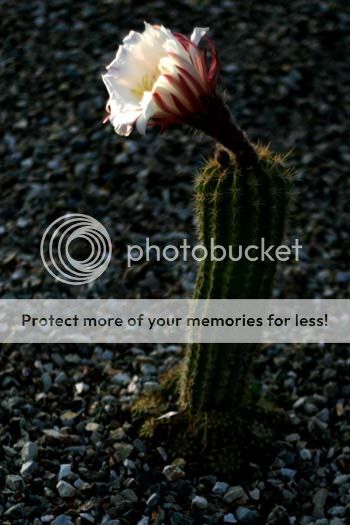 cactus_5495share.jpg