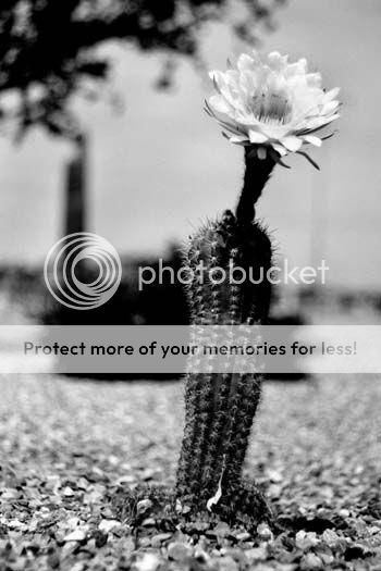 cactuscomparisonbw_5477share.jpg