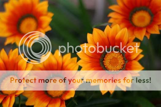 gazania_5452share.jpg