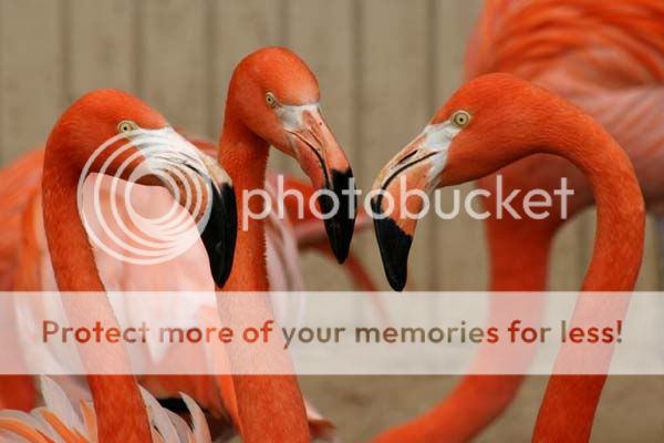 flamingo_3753share.jpg