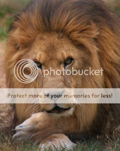 lion_3787share.jpg