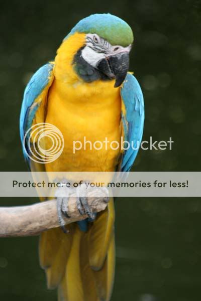 macaw_3831share.jpg