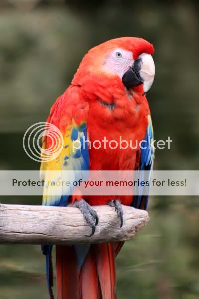 macaw_3844share_filtered.jpg