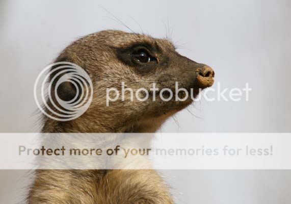 meerkat_3708share.jpg