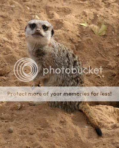 meerkat_3719share.jpg