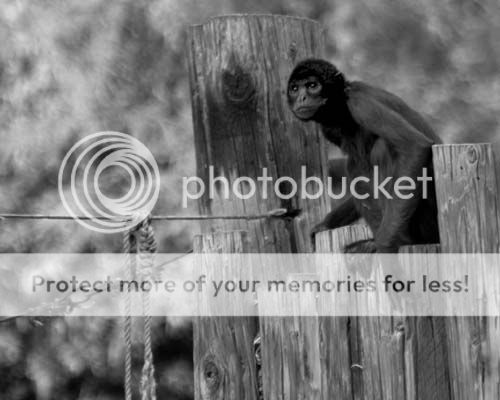 monkey_3798bwshare.jpg