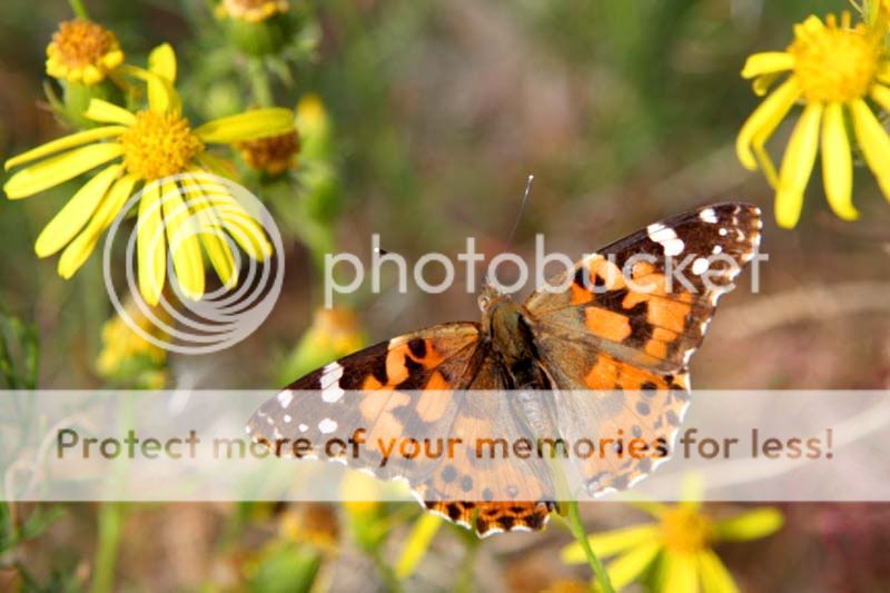 butterfly_6.jpg