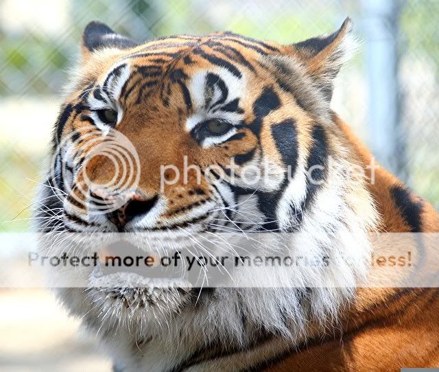 TigerFace.jpg