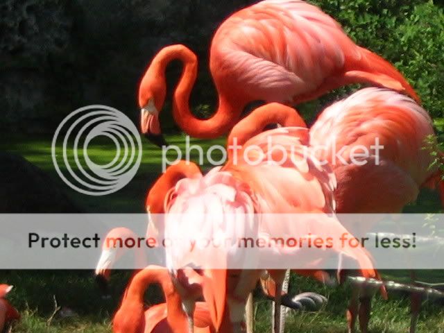 Flamingos.jpg