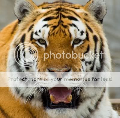 Tiger1120070414.jpg