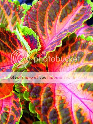 Pretty_coloured_leaves_by_peanutfun.jpg