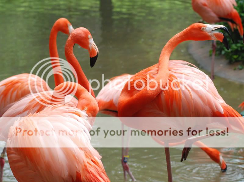 Flamingo.jpg