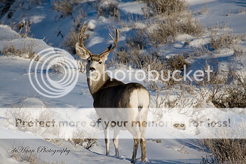 MuleyBuck.jpg