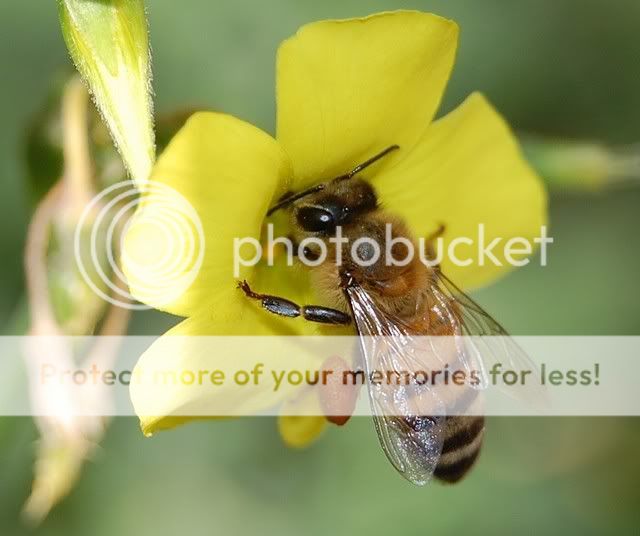 bee30.jpg