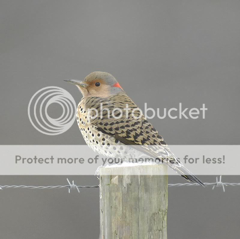 northernflicker.jpg