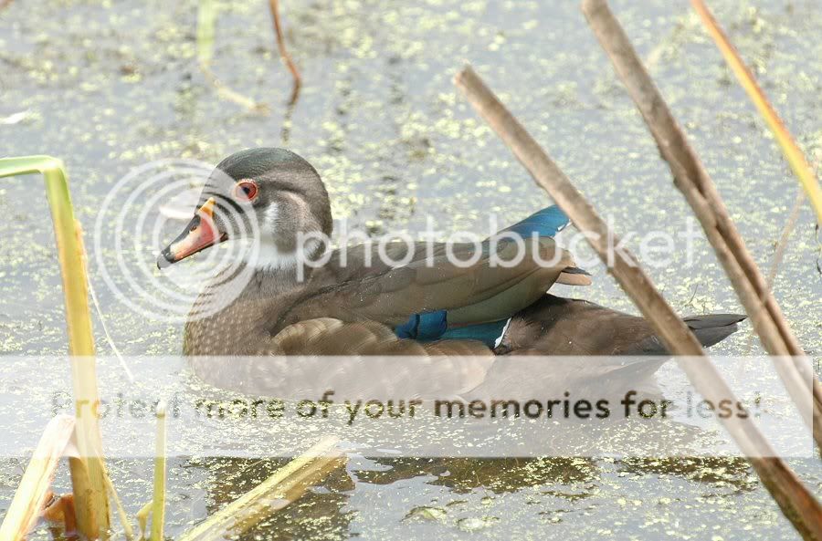 woodduck.jpg