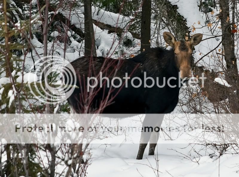 moose011510.jpg