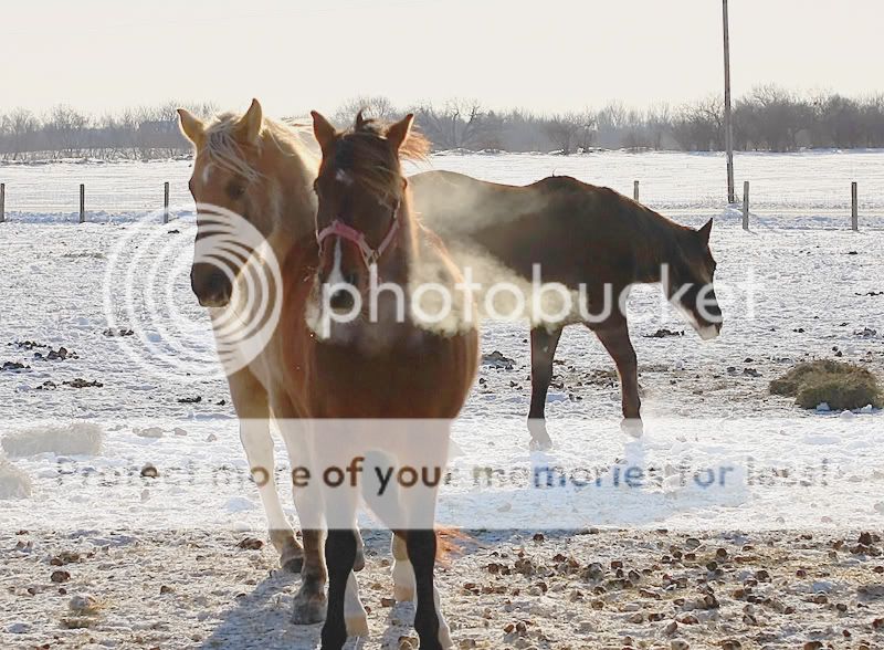 Subzerohorses003.jpg