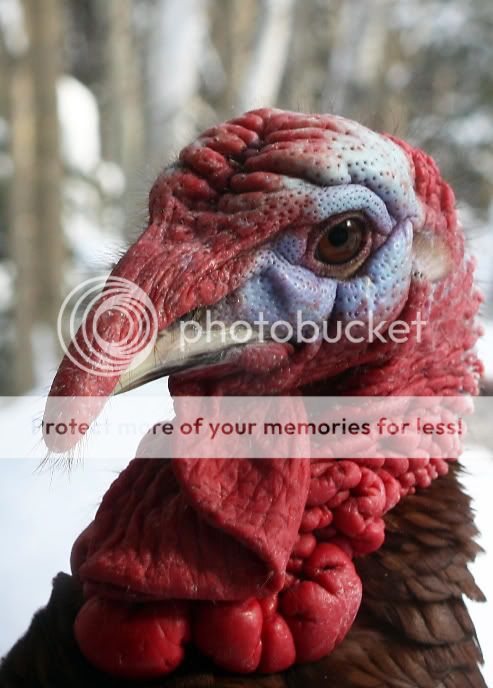 turkeyheadcopy.jpg