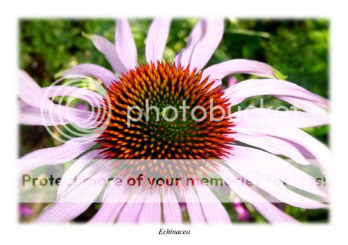 Echinacea.jpg