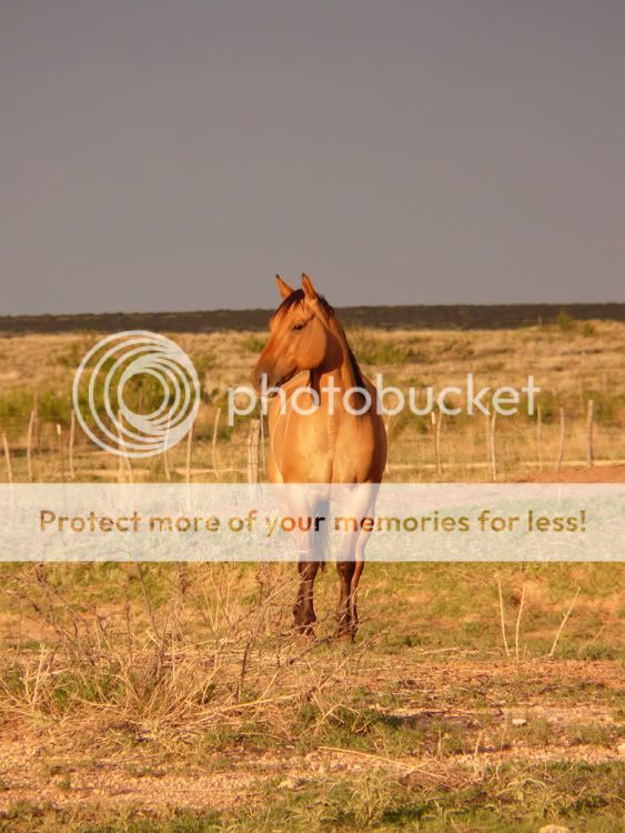 Horses-71508-003L.jpg