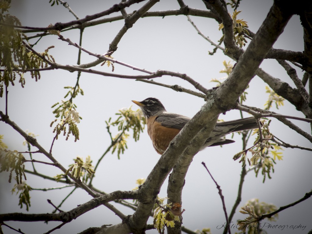 Robin-in-tree_zpsnxvtstml.jpg