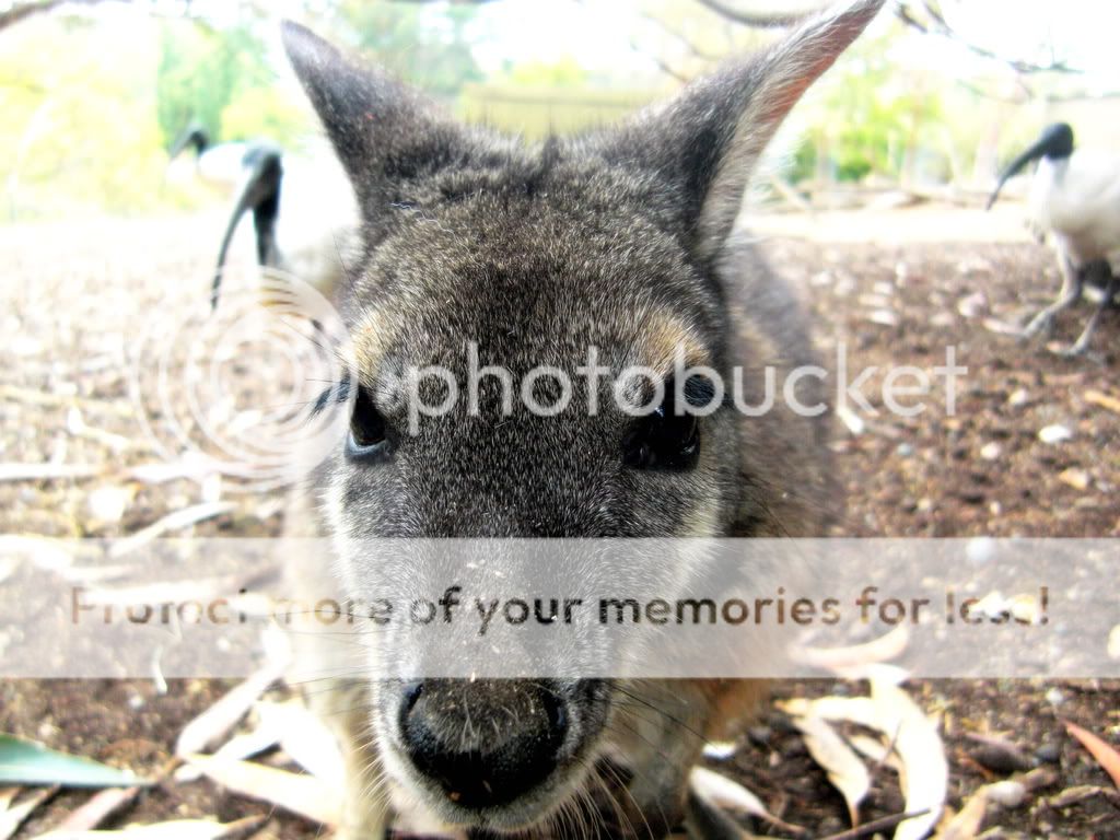 Wallaby2.jpg