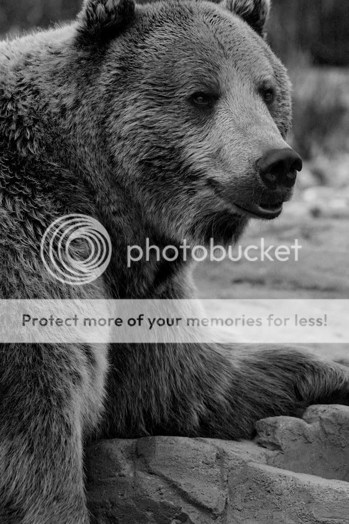 Bear-BW-Original-Size-72ppi.jpg