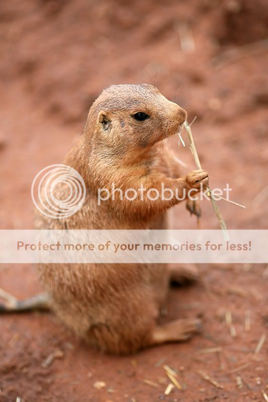 Prairie-Dog.jpg