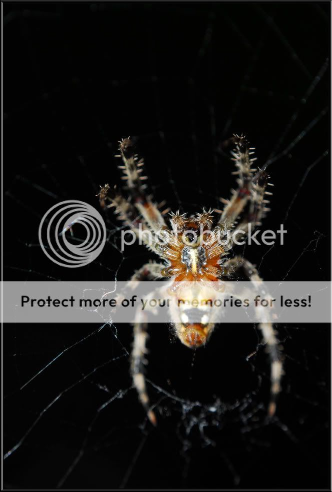 SPIDER3.jpg