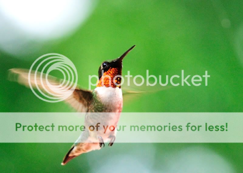 08-June-Hummingbird-1.jpg