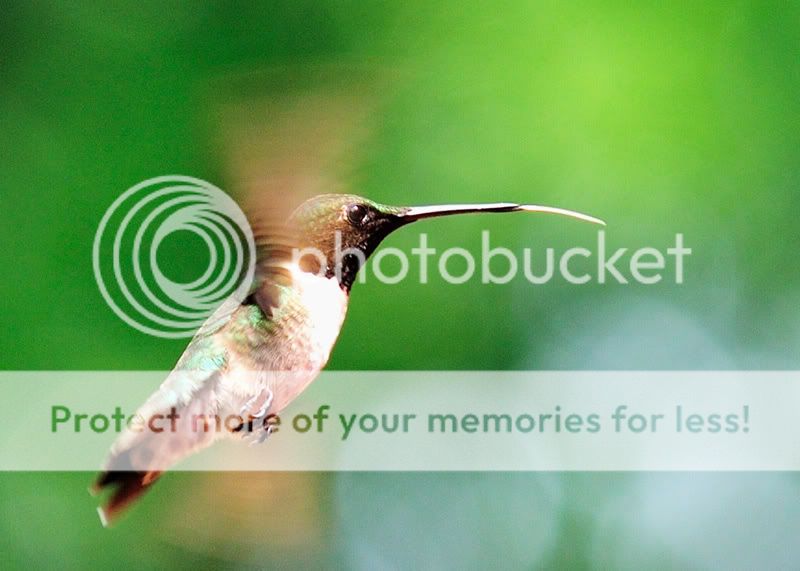 08-June-Hummingbird-3.jpg