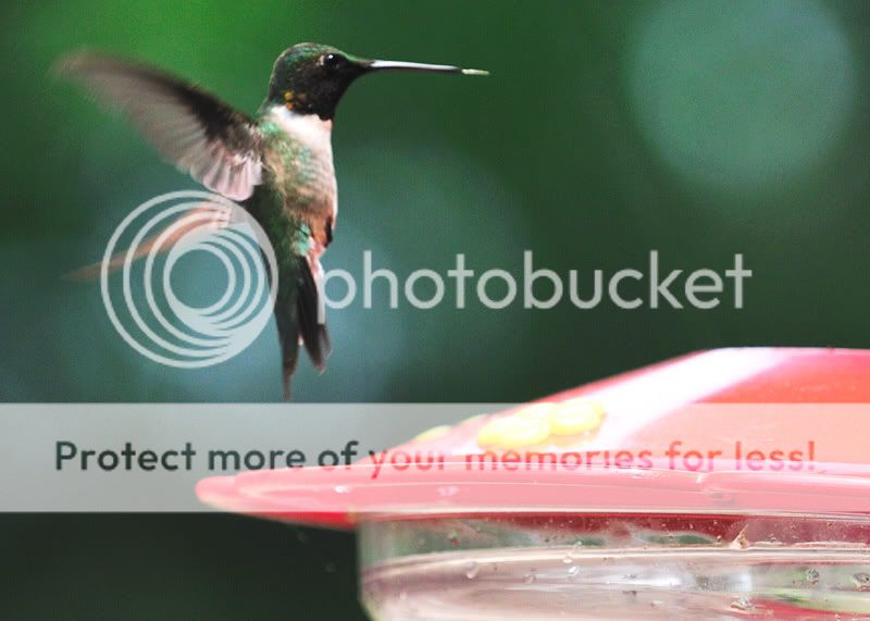 08-June-Hummingbird-4.jpg