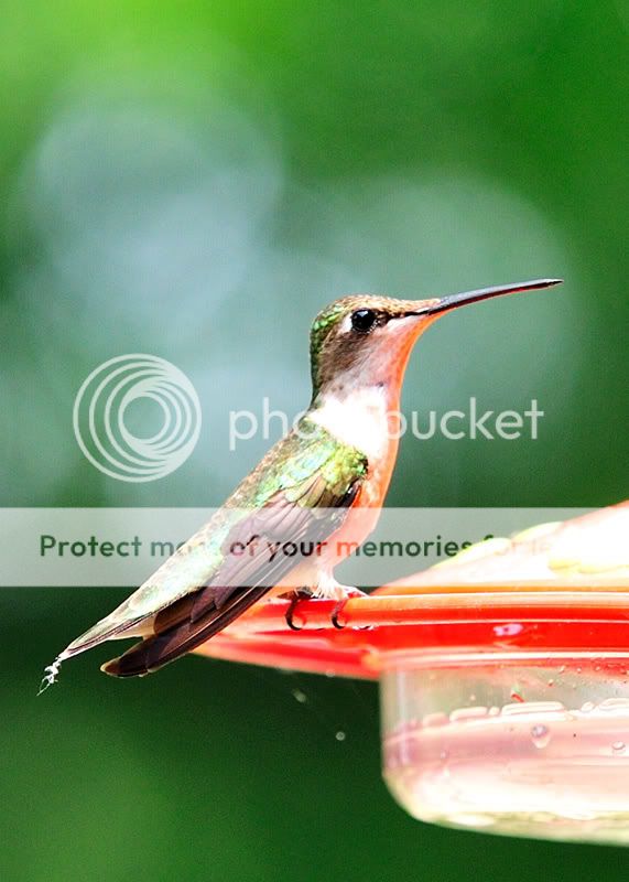 08-June-Hummingbird-6.jpg