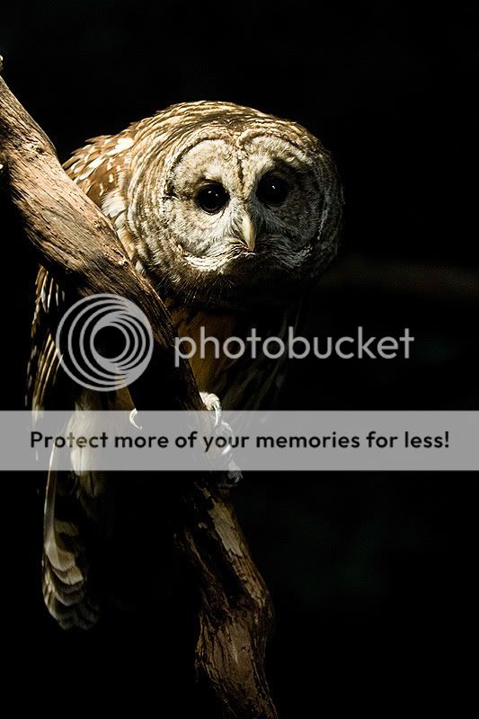 Barred-Owl-2.jpg